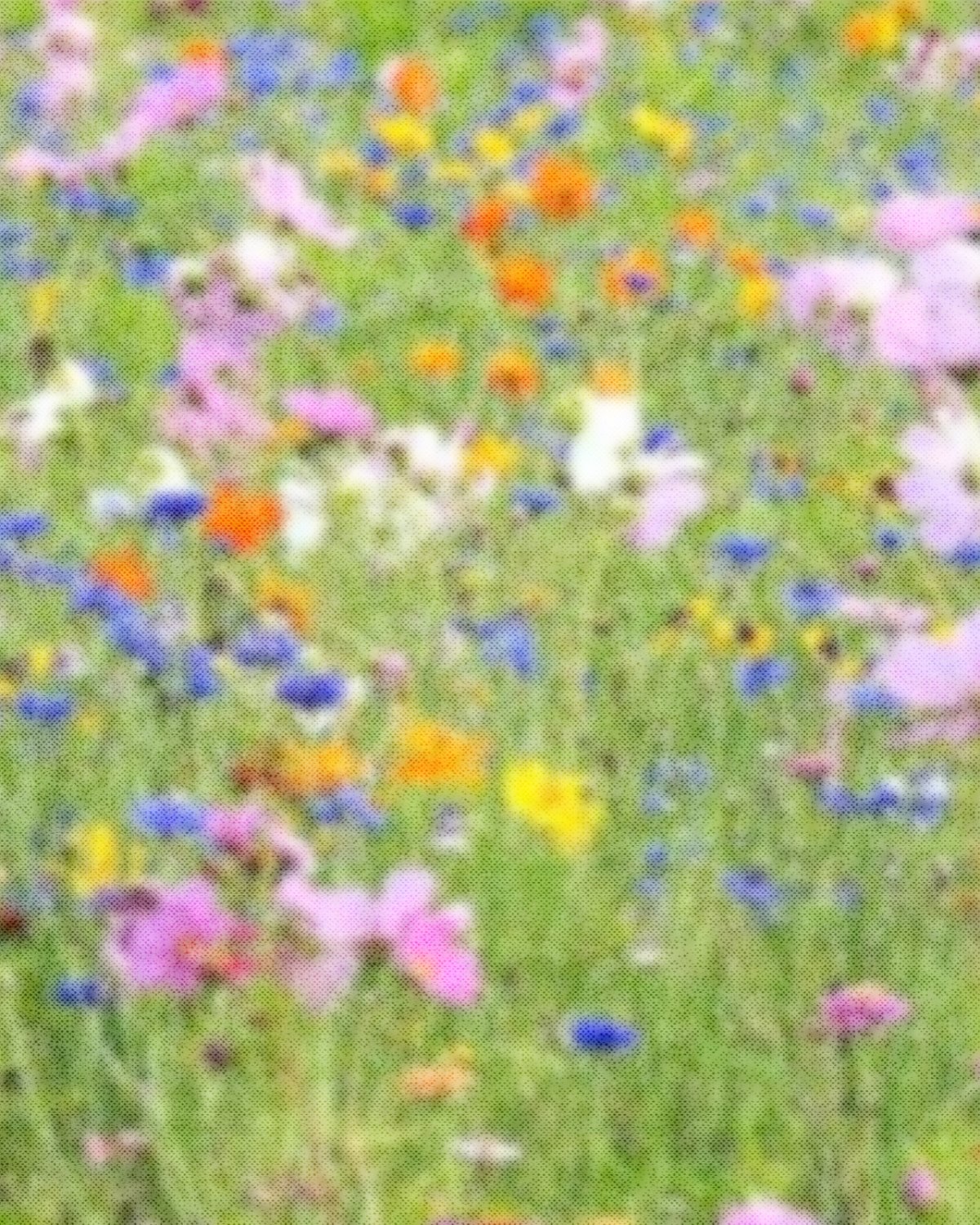 Flower field artwork from the Pavilion brand kit